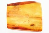 Fossil Handsome Fungus Beetle (Endomychidae) in Baltic Amber #328149-1